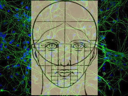 205 neurones suffisent pour coder votre visage. Et pour le reconnaître?