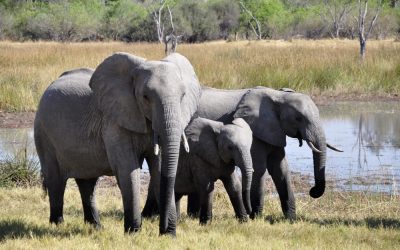 Les éléphants ont-ils une super mémoire ?