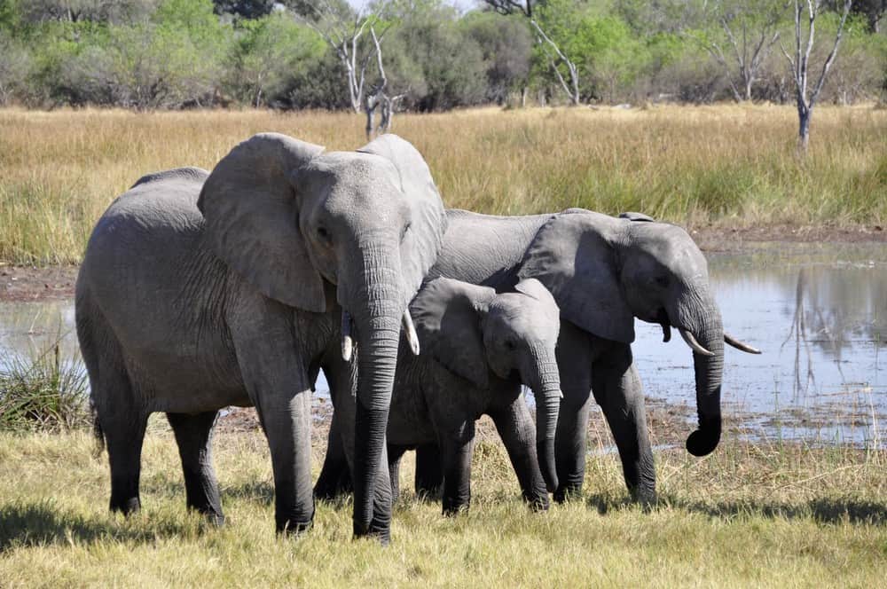 Une famille d'éléphants. Les éléphants mémorisent et transmettent à leurs petits.