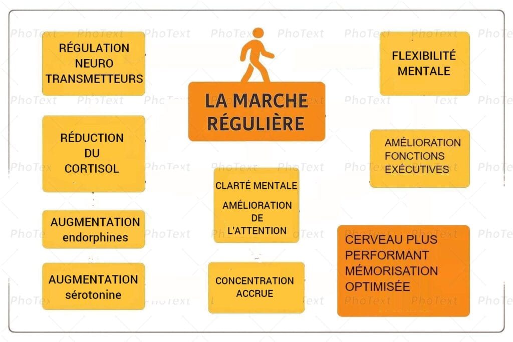 Infographie sur la marche et les neuro transmetteurs